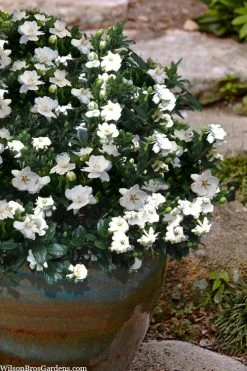 Buttons Gardenia - 3 Gallon Pot 10 Buttons Gardenia - 3 Gallon Pot -Outdoor Garden Store gardenia jasminoides buttons 10