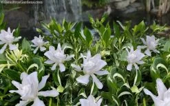 Crescent Moon Dwarf Gardenia - 6 Pack Of 1 Gallon Pots -Outdoor Garden Store gardenia jasminoides crescent moon dwarf creeping 2 1