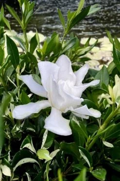 Crescent Moon Dwarf Gardenia - 1 Gallon Pot 10 Crescent Moon Dwarf Gardenia - 1 Gallon Pot -Outdoor Garden Store gardenia jasminoides crescent moon dwarf creeping 6