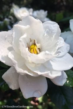 Crown Jewel Gardenia - 6-Pack Of 1 Gallon Pots -Outdoor Garden Store gardenia jasminoides crown jewel 11