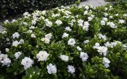 Crown Jewel Gardenia - 6-Pack Of 1 Gallon Pots -Outdoor Garden Store gardenia jasminoides crown jewel 12