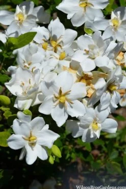 Snow Flurry Hardy Gardenia - 3 Gallon Pot -Outdoor Garden Store gardenia jasminoides snow flurry 2 1