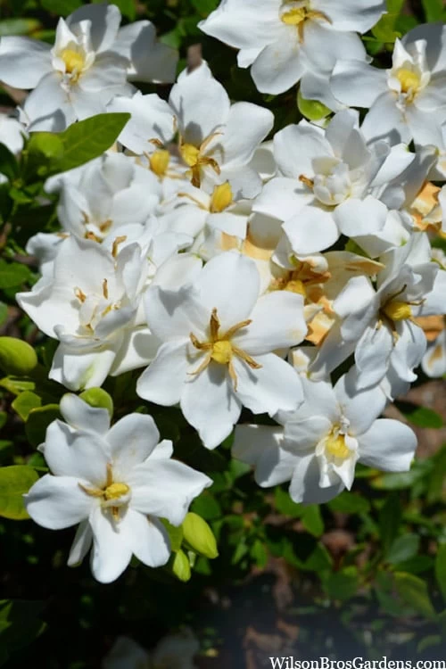 Snow Flurry Hardy Gardenia - 1 Gallon Pot 6 Snow Flurry Hardy Gardenia - 1 Gallon Pot - Image 4
