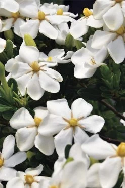 Snow Girl Hardy Dwarf Gardenia - 3 Gallon Pot -Outdoor Garden Store gardenia jasminoides snow girl 1