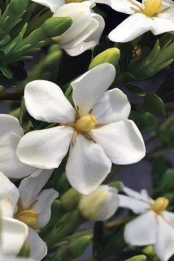 Snow Girl Hardy Dwarf Gardenia - 3 Gallon Pot -Outdoor Garden Store gardenia jasminoides snow girl 2