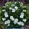 Snow Globe Gardenia - 1 Gallon Pot -Outdoor Garden Store gardenia jasminoides snow globe 1 1