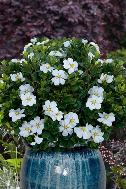 Snow Globe Gardenia - 3 Gallon Pot 3 Snow Globe Gardenia - 3 Gallon Pot