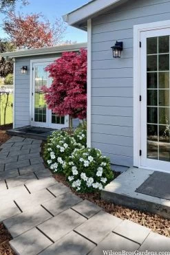 Snow Globe Gardenia - 3 Gallon Pot 11 Snow Globe Gardenia - 3 Gallon Pot -Outdoor Garden Store gardenia jasminoides snow globe 3