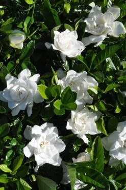 Snow Puff Hardy Gardenia - 7 Gallon Pot -Outdoor Garden Store gardenia jasminoides snow puff 2