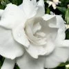 Snow Puff Hardy Gardenia - 7 Gallon Pot 1 Snow Puff Hardy Gardenia - 7 Gallon Pot -Outdoor Garden Store gardenia jasminoides snow puff 4