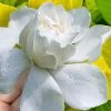 Gold Doubloon Gardenia - 6 Pack Of 1 Gallon Pots -Outdoor Garden Store gardenia ogon no hana gold doubloon 10 2