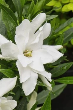 Radicans Creeping Dwarf Gardenia - 1 Gallon Pot 15 Radicans Creeping Dwarf Gardenia - 1 Gallon Pot -Outdoor Garden Store gardenia radicans 22