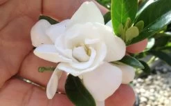 Jubilation Gardenia - 5 Gallon Pot 10 Jubilation Gardenia - 5 Gallon Pot -Outdoor Garden Store gardeniajubilation 5