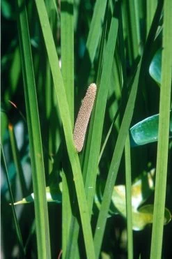 American Sweet Flag (Acorus Americanus) - 1 Gallon Pot -Outdoor Garden Store grass american sedge 500x750 1