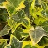 Gold Child Ivy (Hedera Helix) - 6 Pack Of Pint Pots -Outdoor Garden Store hedera helix gold child english ivy 100