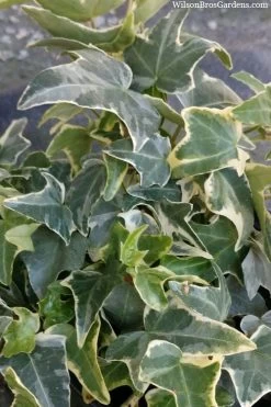 Ingelise English Ivy (Hedera) - 5 Pack Of Pint Pots -Outdoor Garden Store hedera helix ingelise english ivy 4