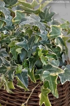 Ingelise English Ivy (Hedera) - 5 Pack Of Pint Pots -Outdoor Garden Store hedera helix ingelise english ivy 6