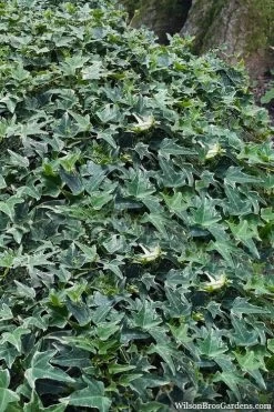 Ingelise English Ivy (Hedera) - 5 Pack Of Pint Pots -Outdoor Garden Store hedera helix ingelise english ivy 7