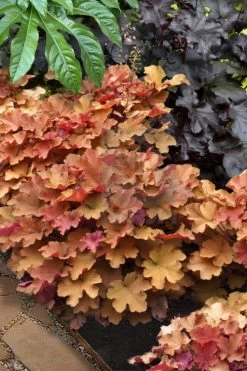 Caramel Heuchera (Villosa Hybrid) - 1 Gallon Pot -Outdoor Garden Store heuchera caramel 20