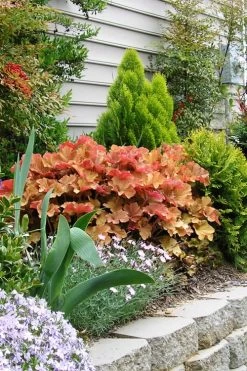 Caramel Heuchera (Villosa Hybrid) - 1 Gallon Pot -Outdoor Garden Store heuchera caramel 21