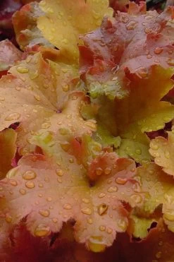 Caramel Heuchera (Villosa Hybrid) - 1 Gallon Pot -Outdoor Garden Store heuchera caramel 500x750 1