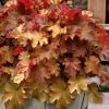 Caramel Heuchera (Villosa Hybrid) - 5 Pack Of Quart Pots 1 Caramel Heuchera (Villosa Hybrid) - 5 Pack Of Quart Pots -Outdoor Garden Store heuchera caramel coral bells 31 1