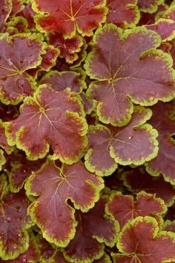 Solar Eclipse Heucherella (Foamy Bells) - 1 Gallon Pot -Outdoor Garden Store heucherella solar eclipse 1