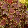 Solar Eclipse Heucherella (Foamy Bells) - 1 Gallon Pot -Outdoor Garden Store heucherella solar eclipse 2