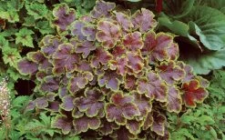 Solar Eclipse Heucherella (Foamy Bells) - 1 Gallon Pot -Outdoor Garden Store heucherella solar eclipse 3