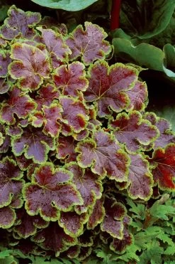 Solar Eclipse Heucherella (Foamy Bells) - 1 Gallon Pot -Outdoor Garden Store heucherella solar eclipse 4