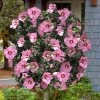 Aphrodite Rose Of Sharon (Single Trunk Tree) - 5 Gallon Pot 1 Aphrodite Rose Of Sharon (Single Trunk Tree) - 5 Gallon Pot -Outdoor Garden Store hibiscus syriacus aphrodite rose of sharon tree form 10