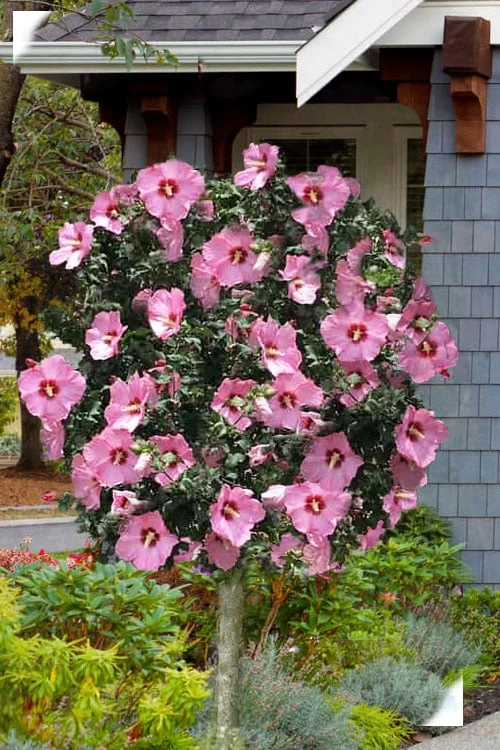 Aphrodite Rose Of Sharon (Single Trunk Tree) - 5 Gallon Pot 3 Aphrodite Rose Of Sharon (Single Trunk Tree) - 5 Gallon Pot