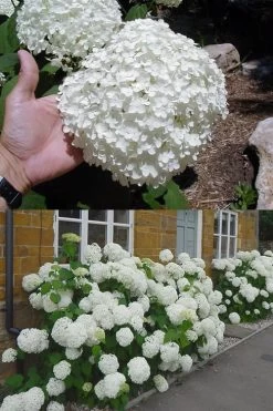 Annabelle Hydrangea - 3 Gallon Pot 18 Annabelle Hydrangea - 3 Gallon Pot -Outdoor Garden Store hydrangea annabelle 2 500x750 1