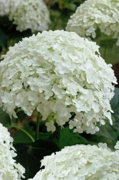 Annabelle Hydrangea - 3 Gallon Pot 19 Annabelle Hydrangea - 3 Gallon Pot -Outdoor Garden Store hydrangea arborescens annabelle 10
