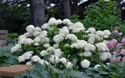 Annabelle Hydrangea - 3 Gallon Pot 17 Annabelle Hydrangea - 3 Gallon Pot -Outdoor Garden Store hydrangea arborescens annabelle 11