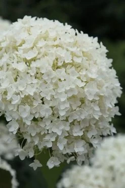 Annabelle Hydrangea - 3 Gallon Pot 16 Annabelle Hydrangea - 3 Gallon Pot -Outdoor Garden Store hydrangea arborescens annabelle 12