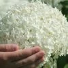 Annabelle Hydrangea - 3 Gallon Pot 1 Annabelle Hydrangea - 3 Gallon Pot -Outdoor Garden Store hydrangea arborescens annabelle 21 1