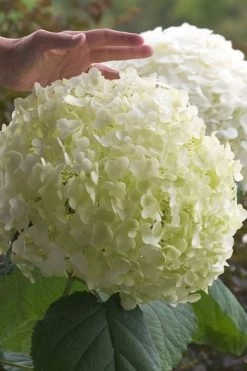 Incrediball Smooth Hydrangea - 3 Gallon Pot 14 Incrediball Smooth Hydrangea - 3 Gallon Pot -Outdoor Garden Store hydrangea arborescens incrediball 10