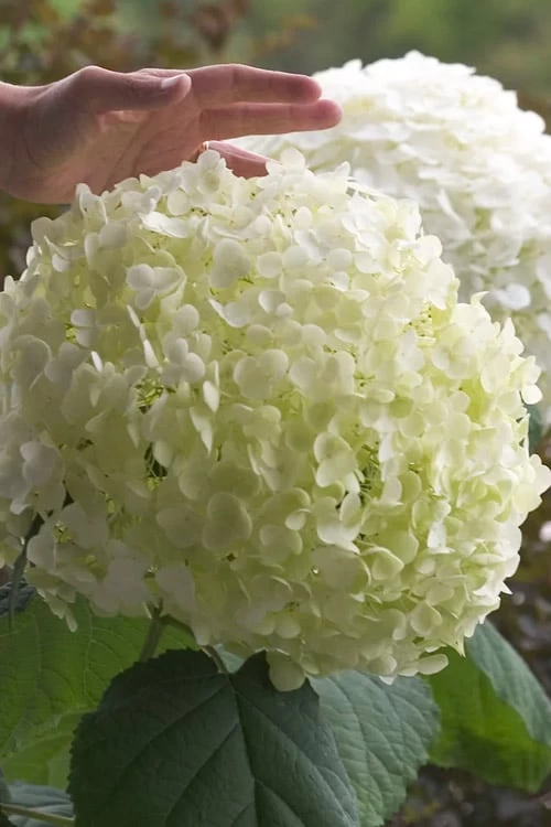 Incrediball Smooth Hydrangea - 3 Gallon Pot 8 Incrediball Smooth Hydrangea - 3 Gallon Pot - Image 6