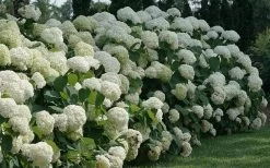 Incrediball Smooth Hydrangea - 3 Gallon Pot 15 Incrediball Smooth Hydrangea - 3 Gallon Pot -Outdoor Garden Store hydrangea arborescens incrediball 12
