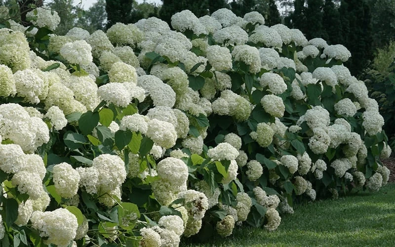 Incrediball Smooth Hydrangea - 3 Gallon Pot 9 Incrediball Smooth Hydrangea - 3 Gallon Pot - Image 7