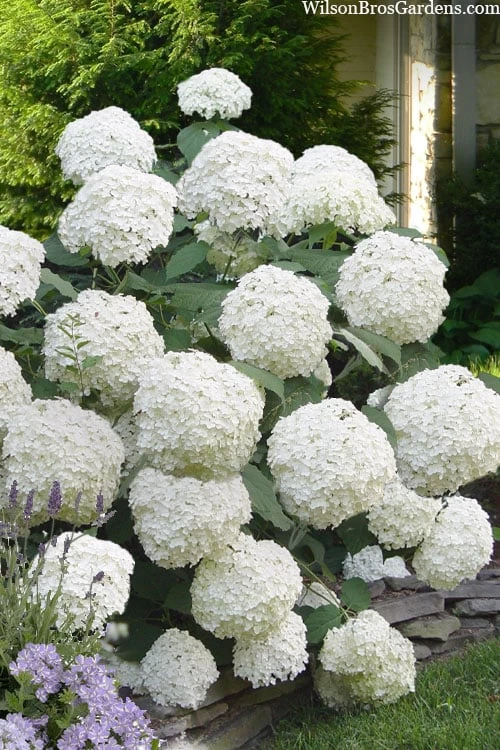 Incrediball Smooth Hydrangea - 3 Gallon Pot 6 Incrediball Smooth Hydrangea - 3 Gallon Pot - Image 4