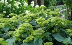 Invincibelle Sublime Smooth Hydrangea - 3 Gallon Pot 19 Invincibelle Sublime Smooth Hydrangea - 3 Gallon Pot -Outdoor Garden Store hydrangea arborescens invincibelle sublime 2