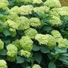 Invincibelle Sublime Smooth Hydrangea - 3 Gallon Pot 2 Invincibelle Sublime Smooth Hydrangea - 3 Gallon Pot -Outdoor Garden Store hydrangea arborescens invincibelle sublime 5