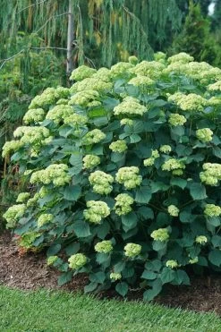 Invincibelle Sublime Smooth Hydrangea - 3 Gallon Pot 16 Invincibelle Sublime Smooth Hydrangea - 3 Gallon Pot -Outdoor Garden Store hydrangea arborescens invincibelle sublime 6