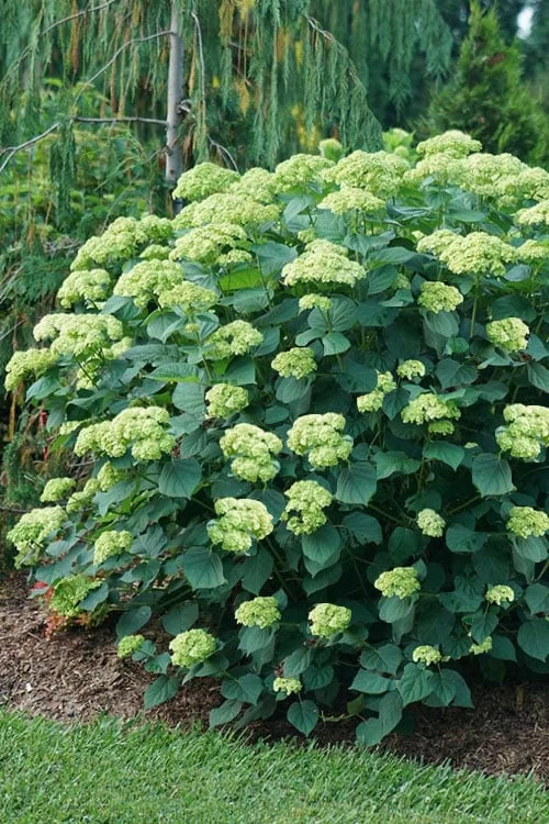 Invincibelle Sublime Smooth Hydrangea - 3 Gallon Pot 8 Invincibelle Sublime Smooth Hydrangea - 3 Gallon Pot - Image 6