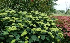 Invincibelle Sublime Smooth Hydrangea - 3 Gallon Pot 15 Invincibelle Sublime Smooth Hydrangea - 3 Gallon Pot -Outdoor Garden Store hydrangea arborescens invincibelle sublime 8