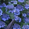 Bluebird Hydrangea - 2 Gallon Pot 2 Bluebird Hydrangea - 2 Gallon Pot -Outdoor Garden Store hydrangea bluebird 21 2
