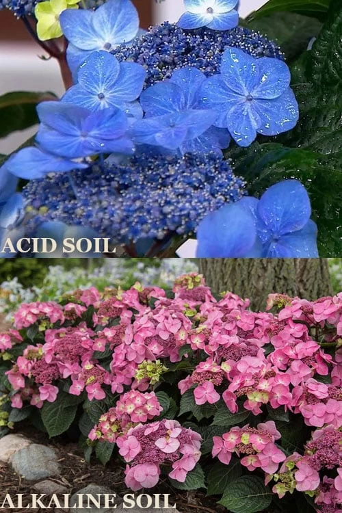 Endless Summer 'Pop Star' Hydrangea - 3 Gallon Pot 6 Endless Summer 'Pop Star' Hydrangea - 3 Gallon Pot - Image 4