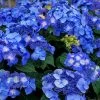 Endless Summer 'Pop Star' Hydrangea - 3 Gallon Pot 1 Endless Summer 'Pop Star' Hydrangea - 3 Gallon Pot -Outdoor Garden Store hydrangea endless summer pop star 4